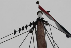 Starlings in the Rigging